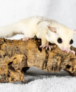 Bella – Sugar Glider Weibchen