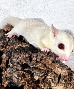 Bello – Sugar Glider Baby Männlich Kaufen