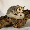 Bruno – Sugar Glider zu verkaufen