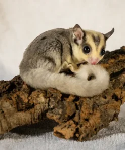 Bruno – Sugar Glider zu verkaufen