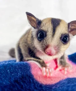 Charlotte – Sugar Glider kaufen Weiblich Grau