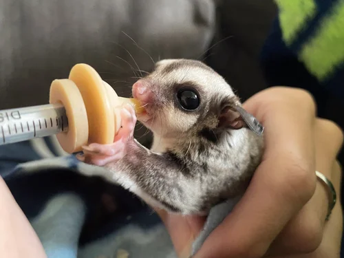 sugar glider baby