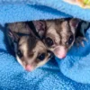 Leo & Lotte – Sugar Glider