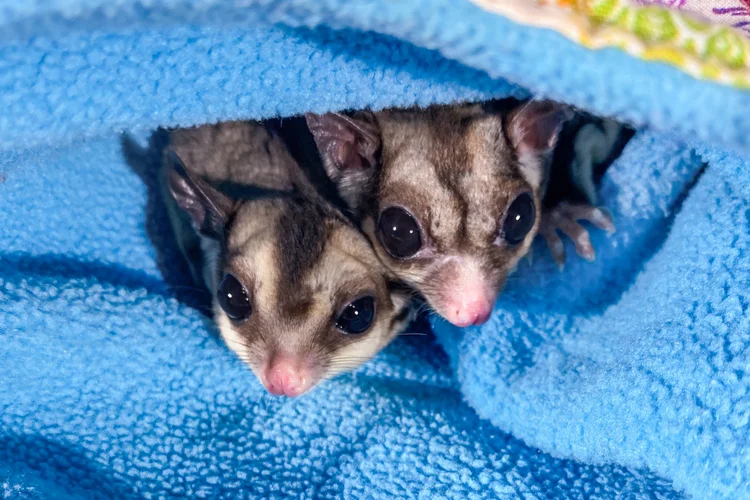 Leo & Lotte – Sugar Glider