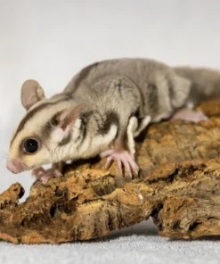 Nala - Sugar Glider Weibchen