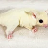 Balu – Verspielter Sugar Glider Männlich Kaufen