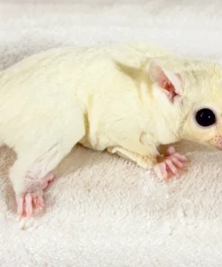 Balu – Verspielter Sugar Glider Männlich Kaufen