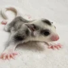 Fips – Männlicher Sugar Glider Ringtail Mosaic Baby Kaufen