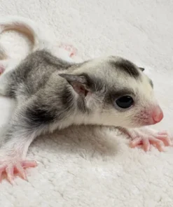 Fips – Männlicher Sugar Glider Ringtail Mosaic Baby Kaufen