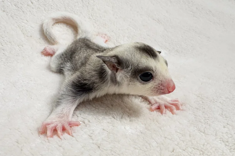Fips – Männlicher Sugar Glider Ringtail Mosaic Baby Kaufen