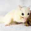 Teddy – Leu Sugar Glider Baby Männlich Kaufen
