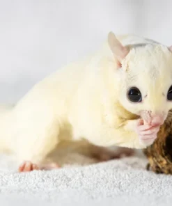 Teddy – Leu Sugar Glider Baby Männlich Kaufen
