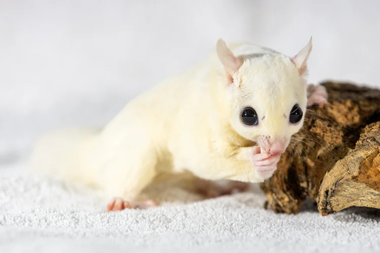 Teddy – Leu Sugar Glider Baby Männlich Kaufen