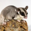 Kira – Verspielter Sugar Glider Weiblich Kaufen