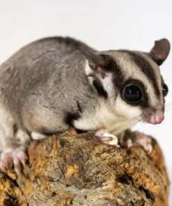 Kira – Verspielter Sugar Glider Weiblich Kaufen